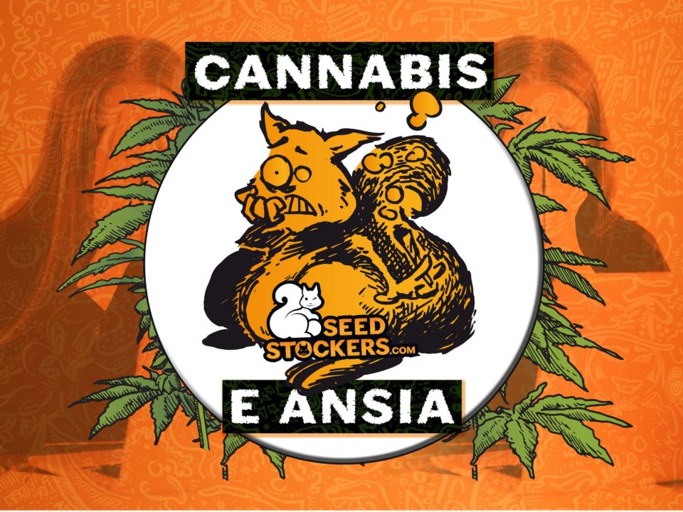 cannabis ansia