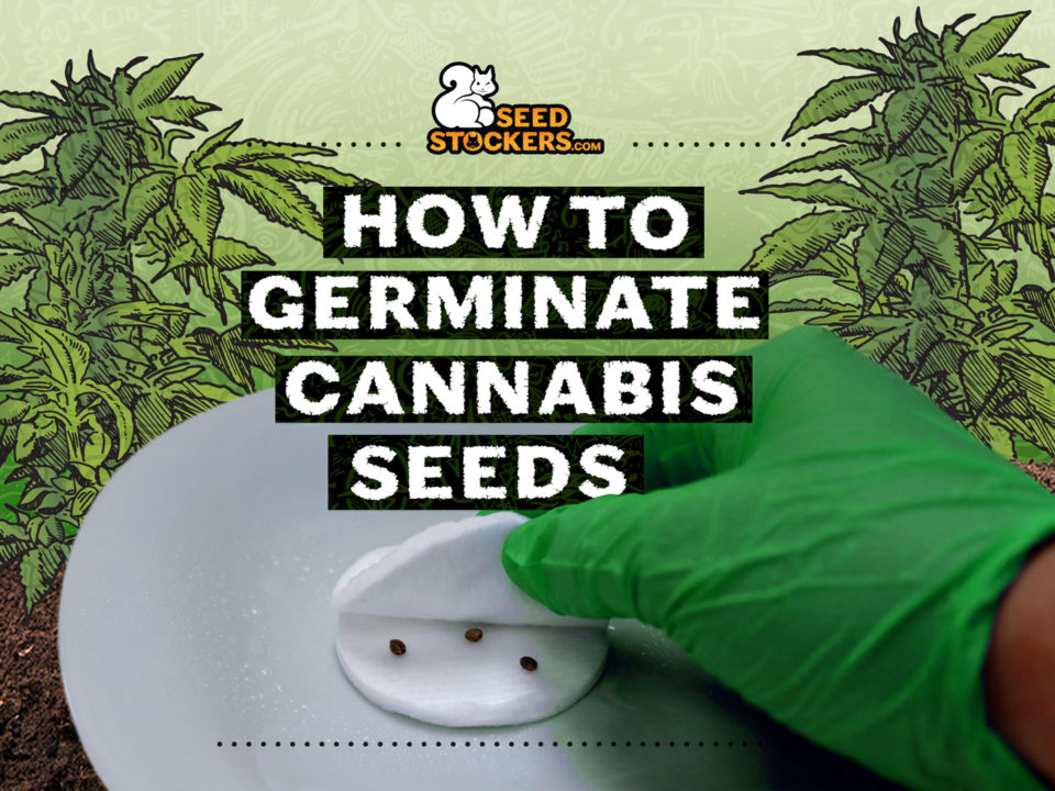 germinare cannabis