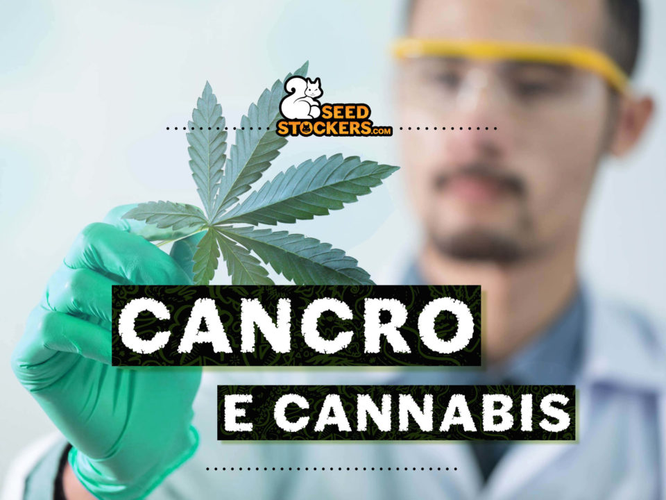 cancro e cannabis