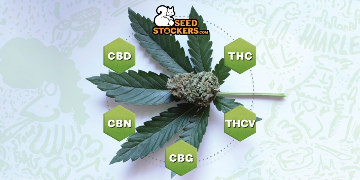 cannabinoidi, Weedstockers