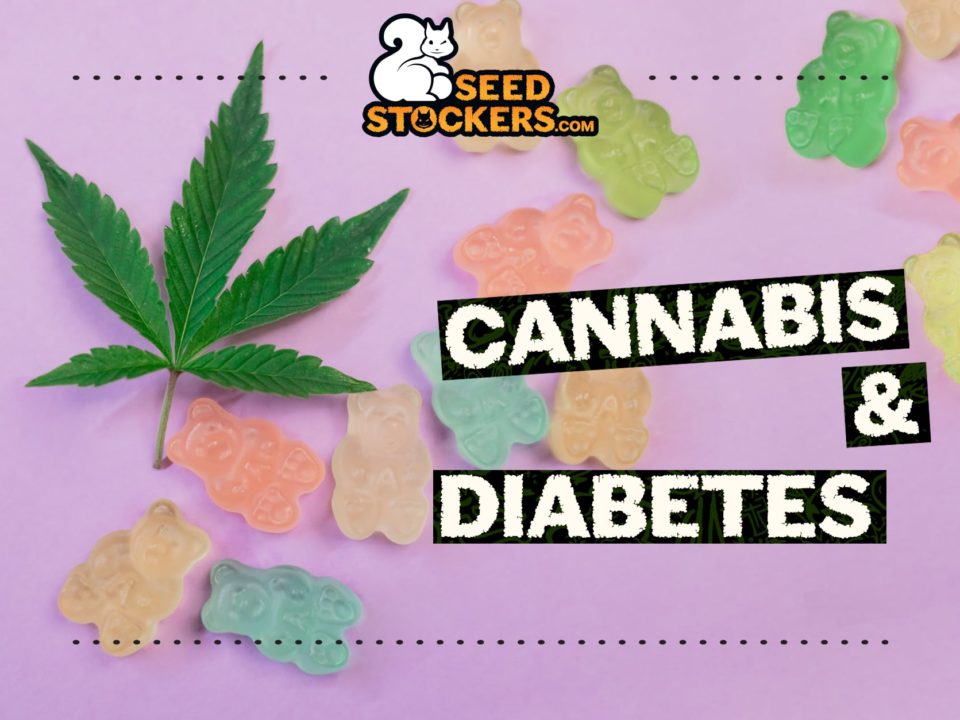 cannabis-diabete