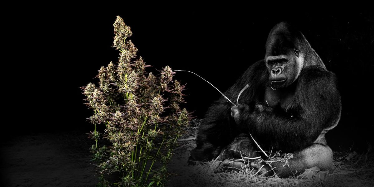 gorilla glue, Weedstockers