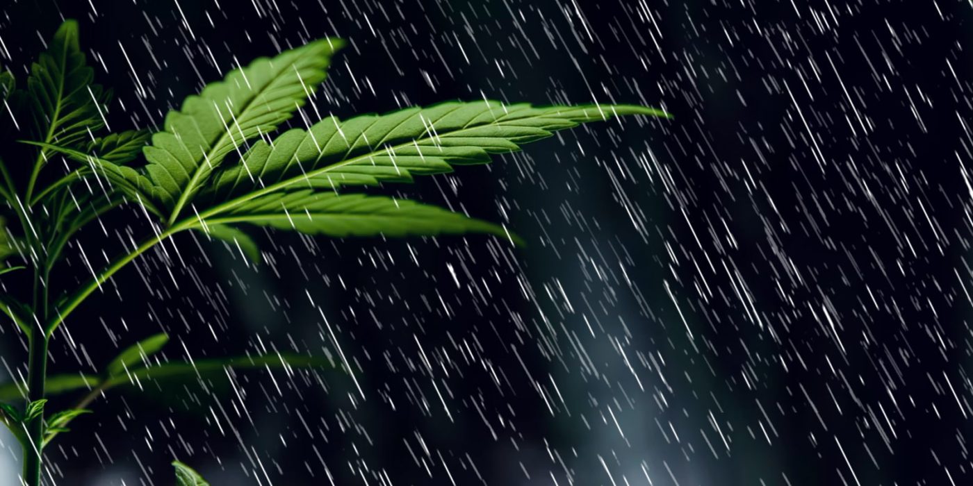 La migliori varietà di cannabis per coltivare outdoor