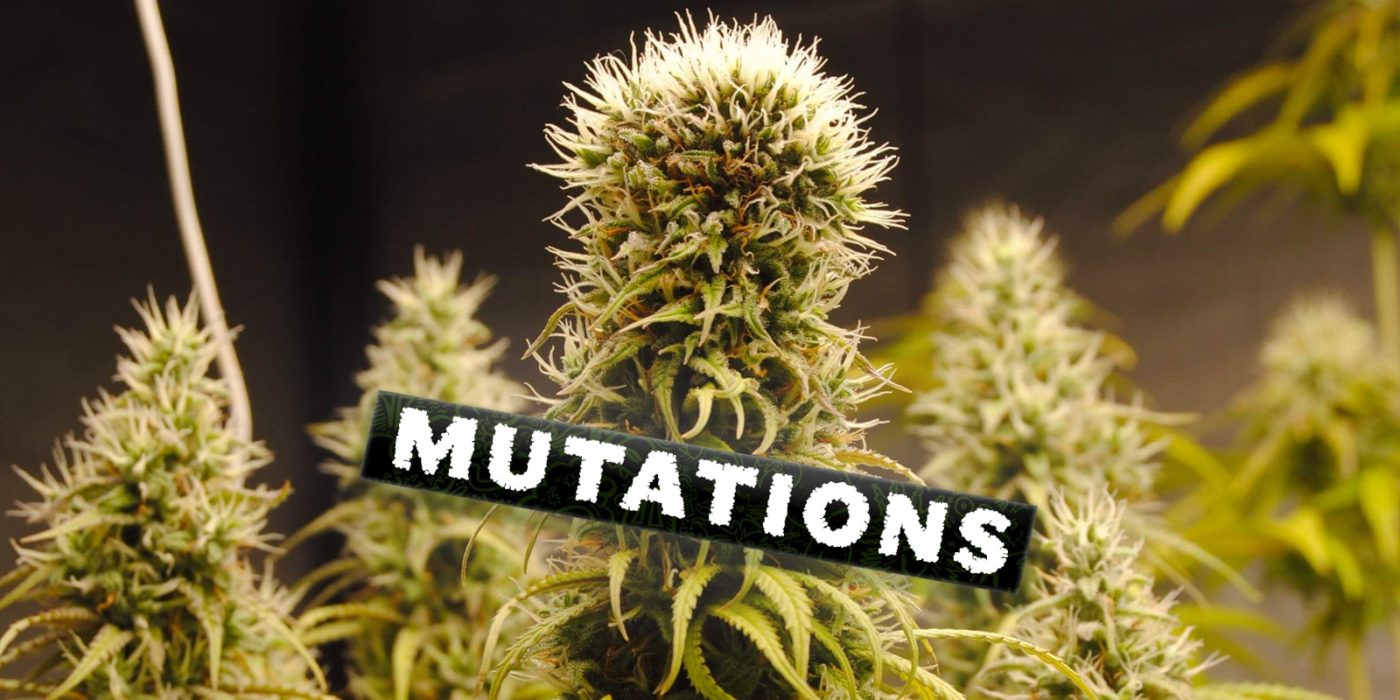 Le mutazioni più comuni della cannabis