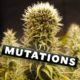 mutazioni, Weedstockers