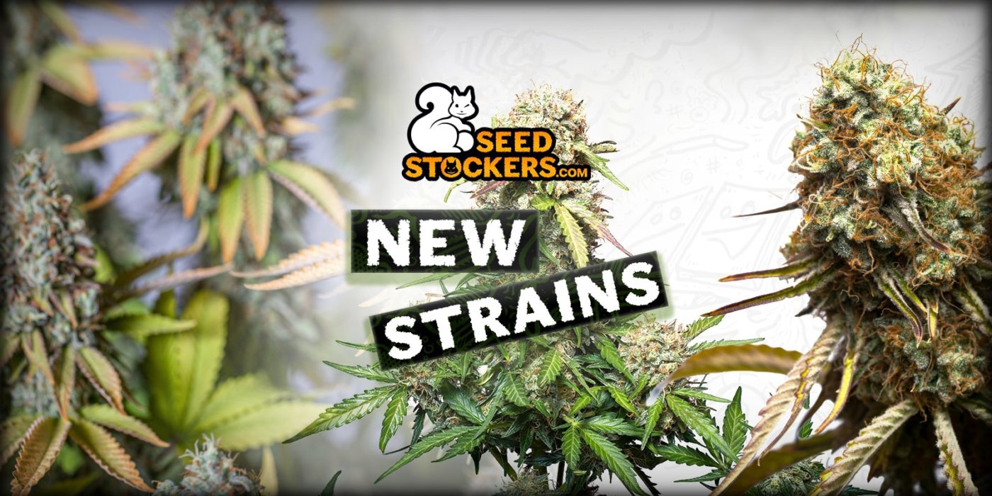 Nuove varietà di cannabis di Seedstockers