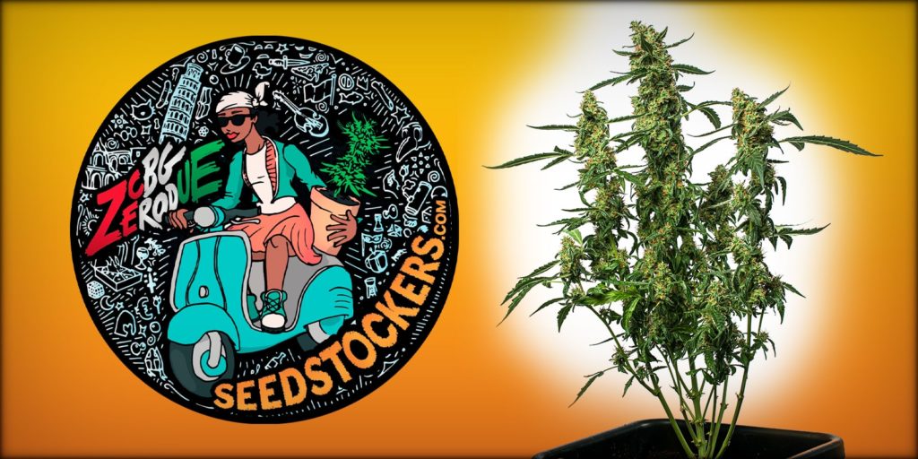 cbda cbga, Weedstockers