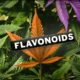 flavonoidi, Weedstockers