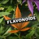 flavonoidi, Weedstockers
