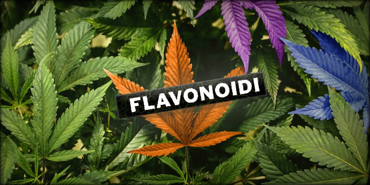 flavonoidi