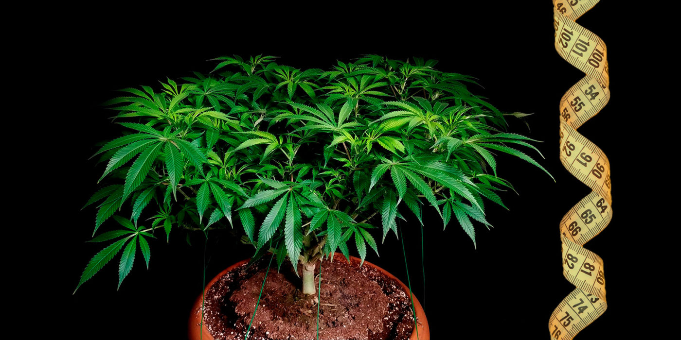 la tua coltivazione di cannabis