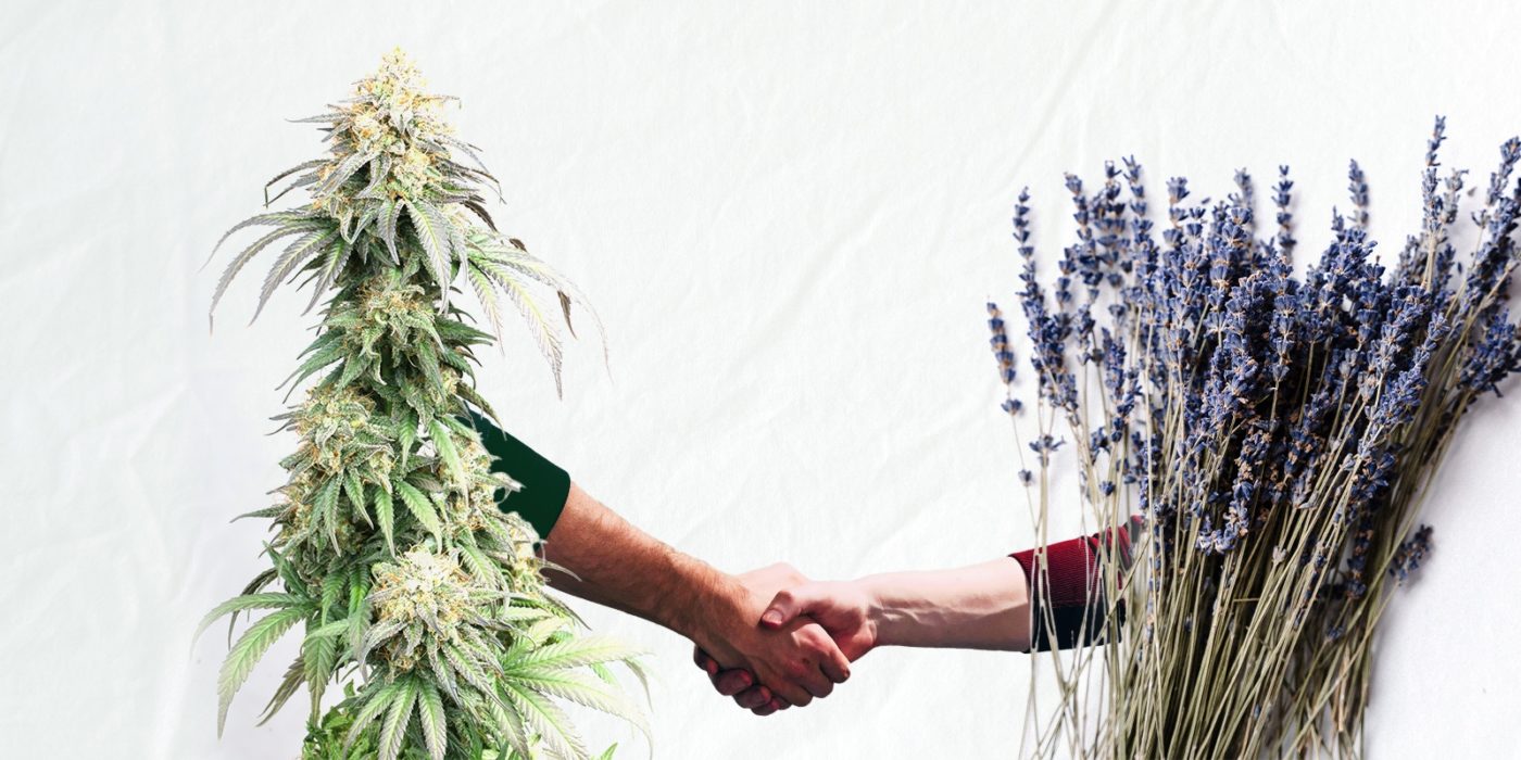 Piante da compagnia nella coltivazione della cannabis