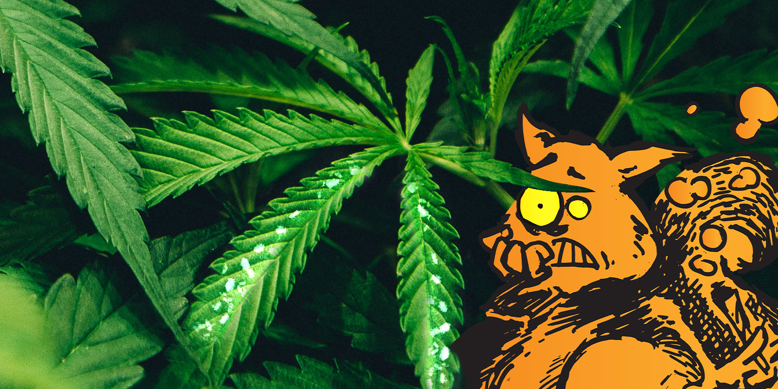 Pests in marijuana: how to detect them and fight them, Weedstockers